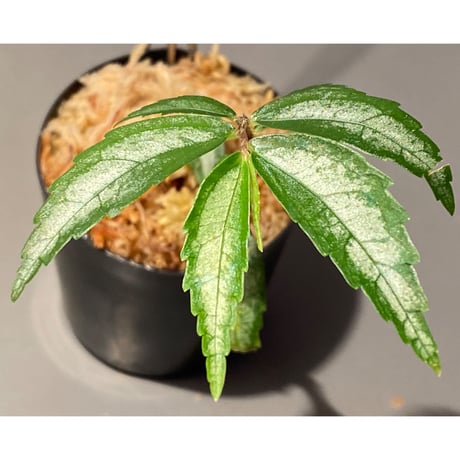 Elatostema sp. from Quezon, Luzon, Philippines