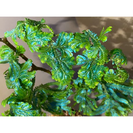 (大株) Selaginella sp.Pahang ①