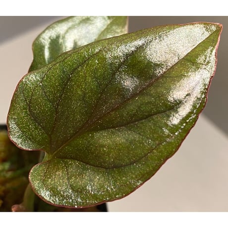 Syngonium sp. from Choco Colombia [tamakay]