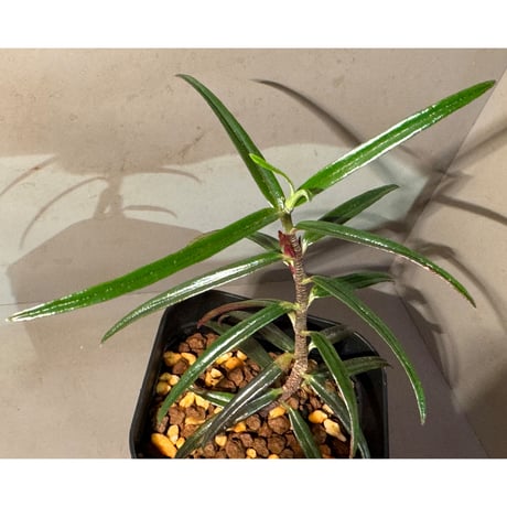Colmnea linearis 伊藤蟻植物農園