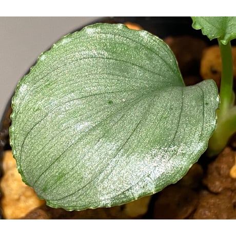 Homalomena sp. "Green" from Bogor