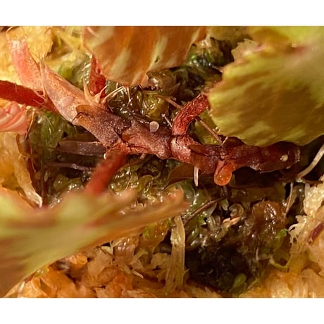 Begonia cleopatrae
