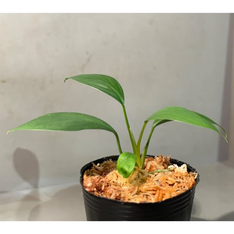 Homalomena sp. from Kuala Balah [TK270316]