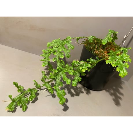Selaginella sp. from Iquitos Peru [tanakay]