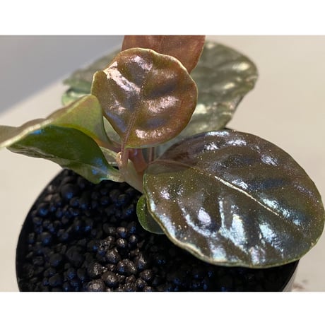 Ardisia sp. from Kayulapis [TB]