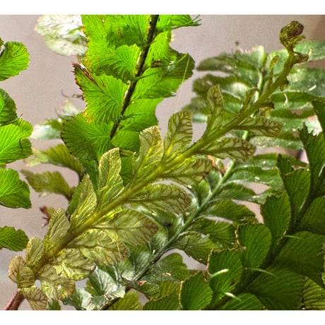 Cephalomanes cf. javanicum from Landak West Kalimantan (Lサイズ)