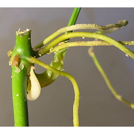 Anthurium polyschistum from Napo Ecuador [tanakay]