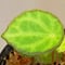 Begonia scapigera from Africa
