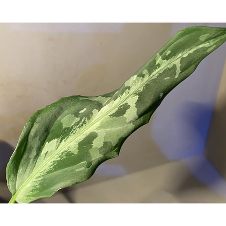 Aglaonema pictum A "しるば〜らいん" from Aceh sumatera [LA0315-4j]