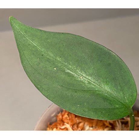 Aglaonema pictum A "しるば〜らいん" from Aceh sumatera [LA0918-03ss]