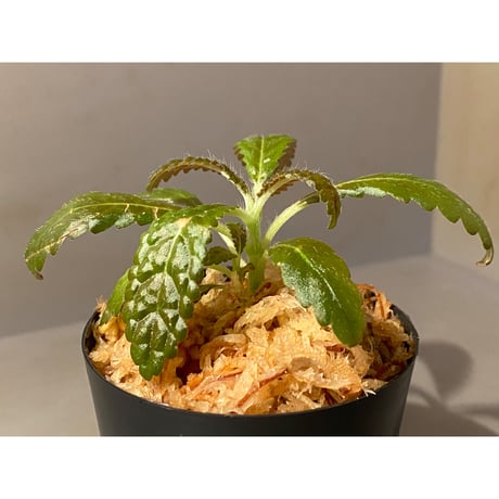 Nautilocalyx pemphidius