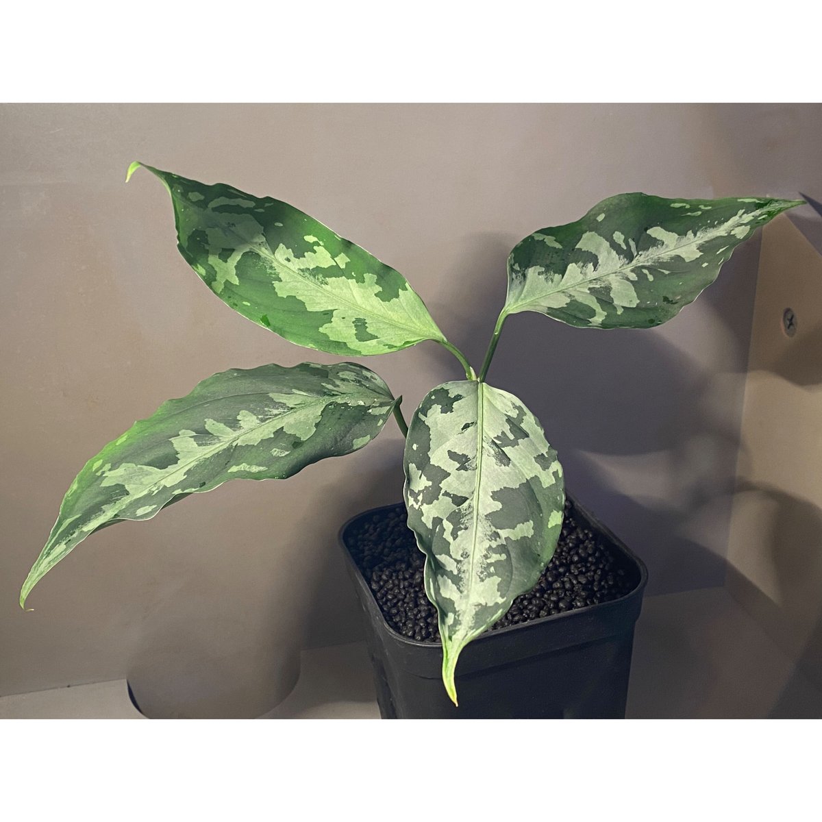 Aglaonema pictum A 