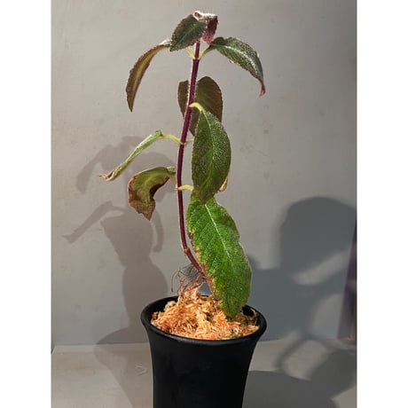 Cyrtandra sp. "Sabah-6" [R0515-03a]