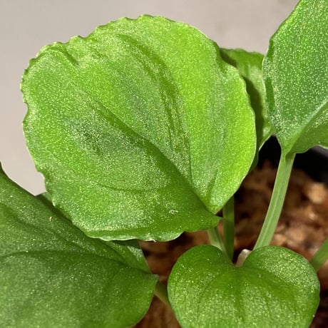 Homalomena sp. (Green) from Solok sumatera [LA0214-3]