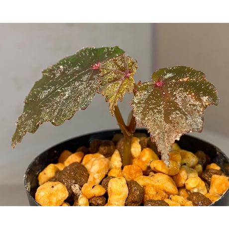Begonia sp. from North Toraja [S0919-02] 伊藤蟻植物農園
