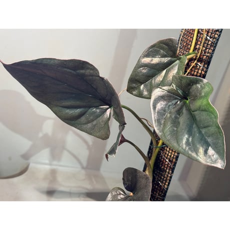 (大株) Syngonium cf. erythrophyllum from Colombia [LA0316-02]