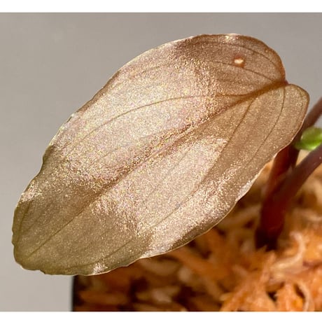 Homalomena sp. "STRONG ZERO" from P.Lingga[AZ0917-1]