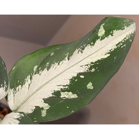 Aglaonema pictum from Aceh sumatera [GT1803]