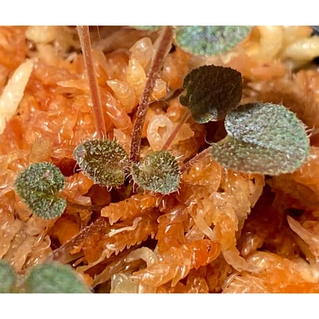 Sonerila dongnathamensis [LA]