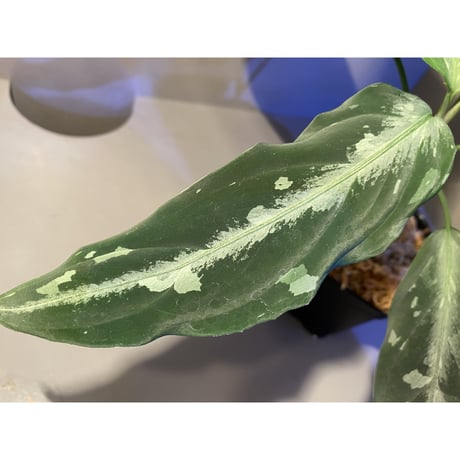 Aglaonema pictum A "しるば〜らいん" from Aceh sumatera [LA0315-4j]
