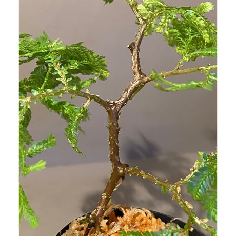 Selaginella sp.  from Genting Highland