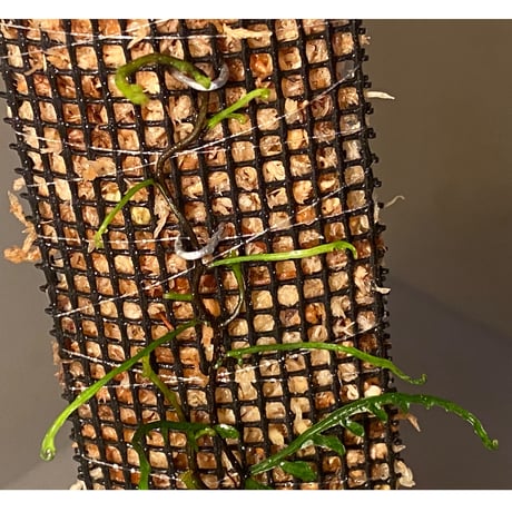 Teratophyllum aculeatum from Nanga pinoh [TB]