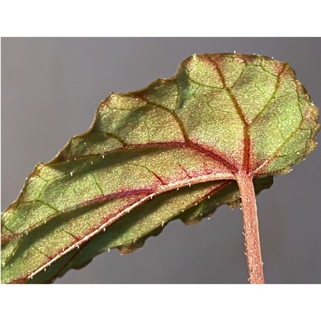 Begonia handelii var. prostrata from Viet Nam