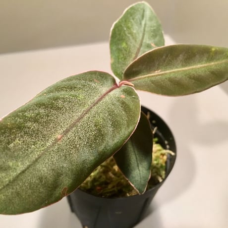 Ardisia malouiana from Sanggau Kalimantan