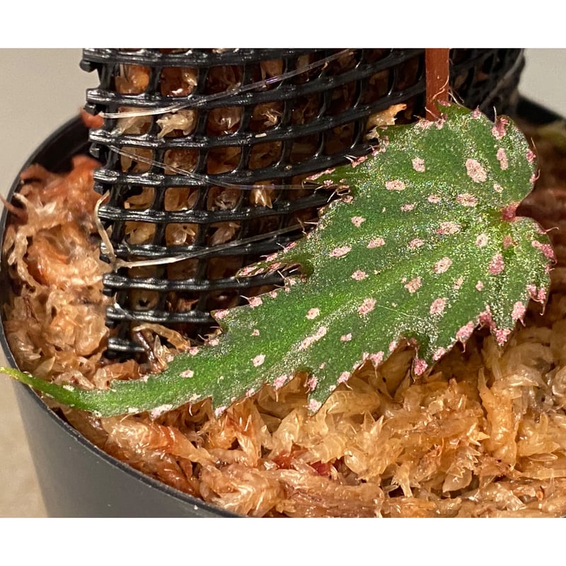 Begonia sp. from Luzon Aurora Philippines 標高500