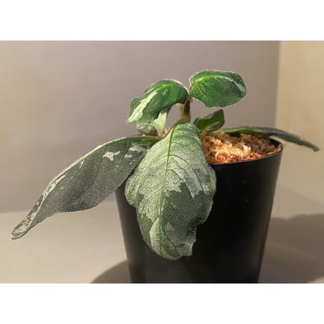 Gymnostachyum sp. from Tigalingga [HW0219-02]