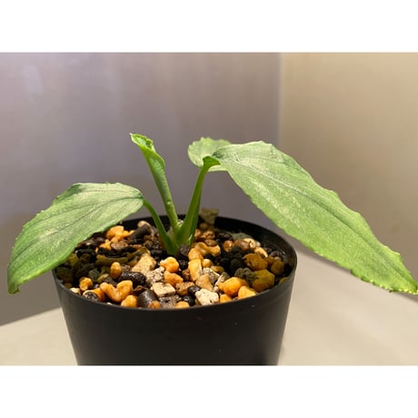 Homalomena sp. "Silver Bullet Green" from P.Linga [AZ1017-1]