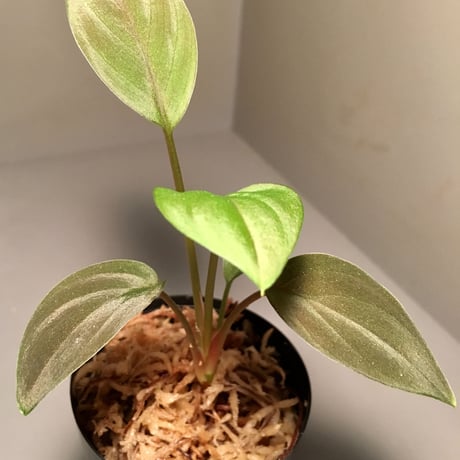 Homalomena sp. from Kapuas Hilir