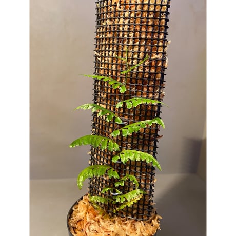 Teratophyllum aculeatum from Nanga pinoh [TB]