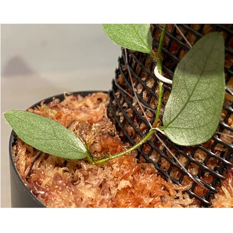 Ficus sp. "Muara wahau" white Kalimantan timur [TB]