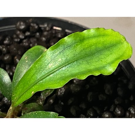 Bucephalandra sp. 黄緑 from Bukit Kelam Utara [AZ0611-14]