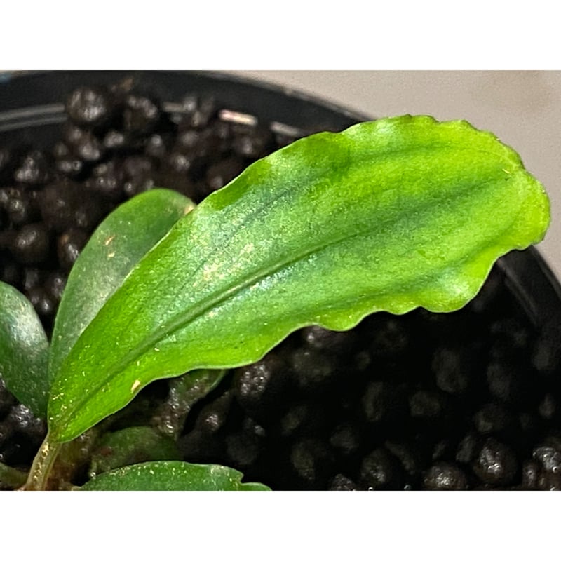 Bucephalandra sp. 黄緑 from Bukit Kelam Utara [AZ