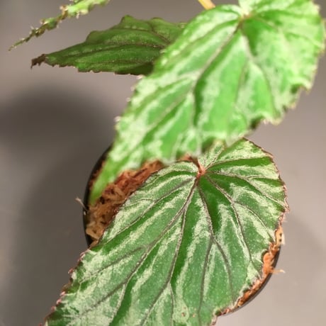 Begonia sp. Nueva Vizoaya 1500m from Luzon Philippines [YFK]
