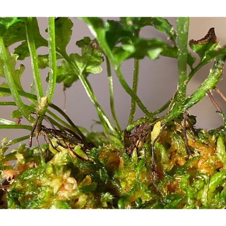 Bolbitis sp. from Siberut [LA]