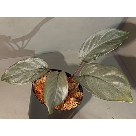 Homalomena sp. "Platinum Velvet" from Kepulauan Riau [KN]①