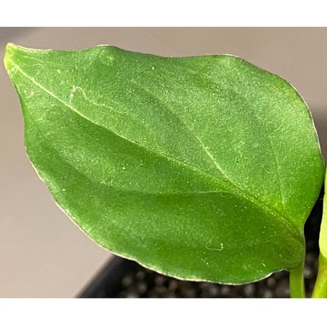 Aglaonema pictum 白モザイク CW1302 西スマトラ [TB]