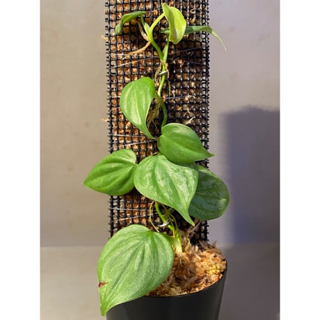 Philodendron sp. from Iquitos Peru [tanakay]