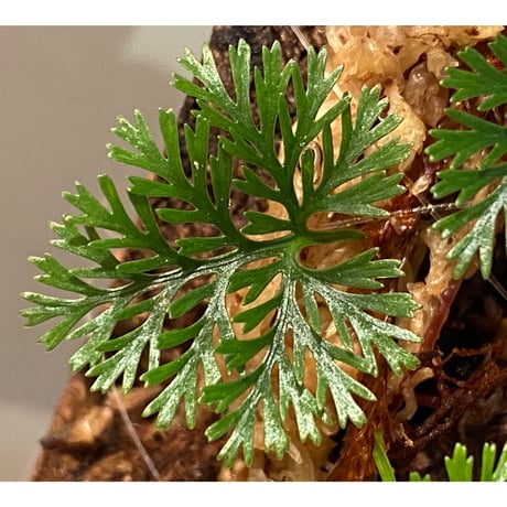 Davallia cf. parvula