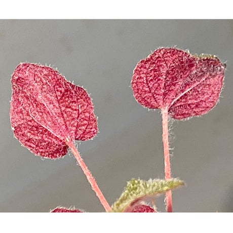 Sonerila dongnathamensis [LA]