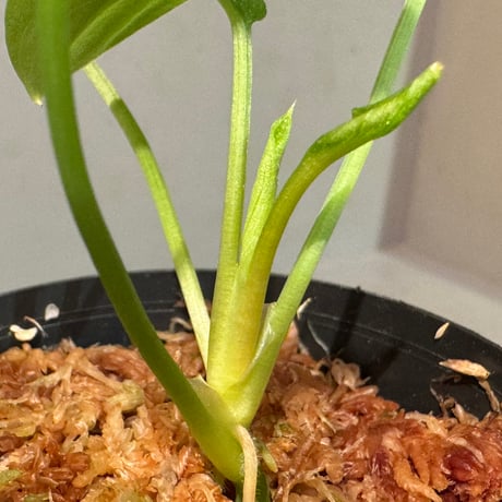 Homalomena sp. 鮫肌C from Aceh Sumatera [LA0816-2]