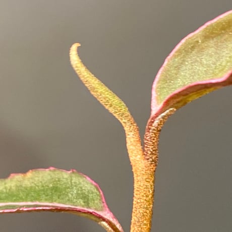 Labisia pumila from Solok sumatera [LA0414-02]