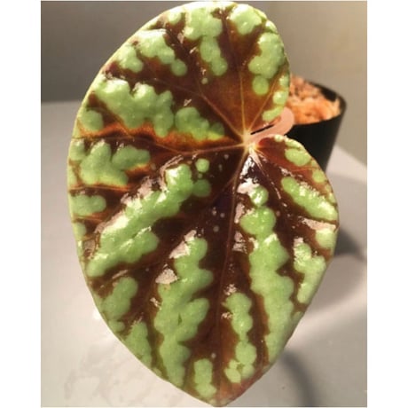 Begonia Variabilis [TK260915]