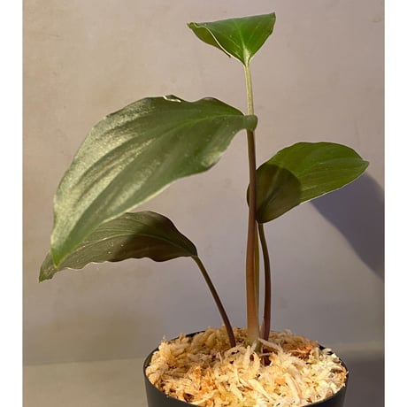 Homalomena sp. "Black" from Java