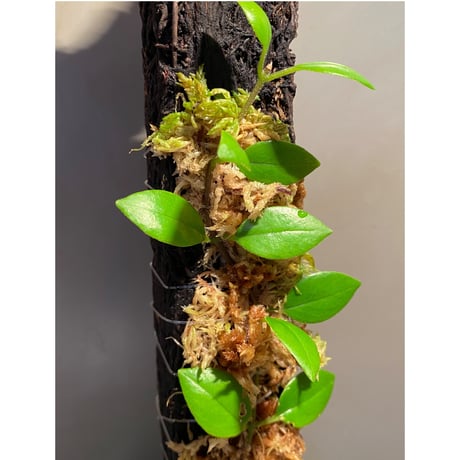 Aeschynanthus sp. from South Sulawesi [STRINGE PLANTS]