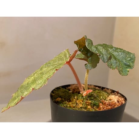 Begonia sp. from Tuyen Quang [YH1117] TK