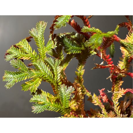 Selaginella erythropus from West Java